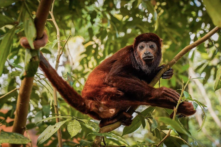 Monkey’s Creek: An Extreme Tropical Forest Hiking Adventure