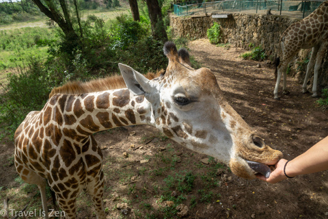 Mombasa: Old Town and Haller Park Guided Day Tour Haller Park Tour.