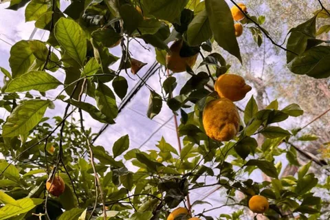 Nonna Concettina Tour dei limoni di Sorrento Tour dei limoni