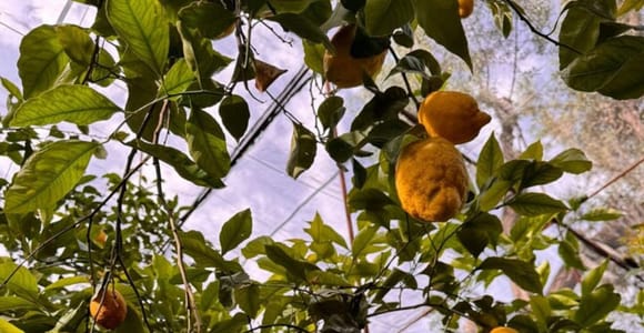 Nonna Concettina Sorrento lemon tour Lemon Tour