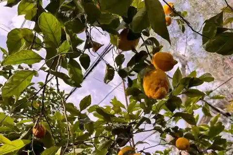 Nonna Concettina Lemon Tour
