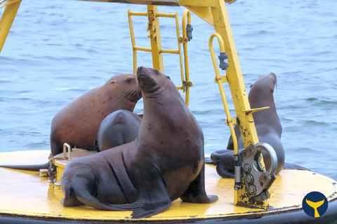 Vanuit Vancouver: orka's spotten op bootsafari