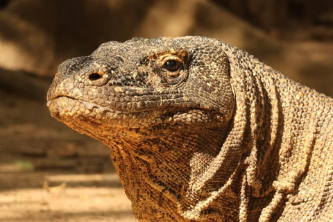 Komodo Speedboat Long Day Trip: 8 Highlights in One Day