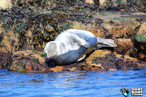Dublín: tour en barco por la historia y la fauna con comentarios en directo