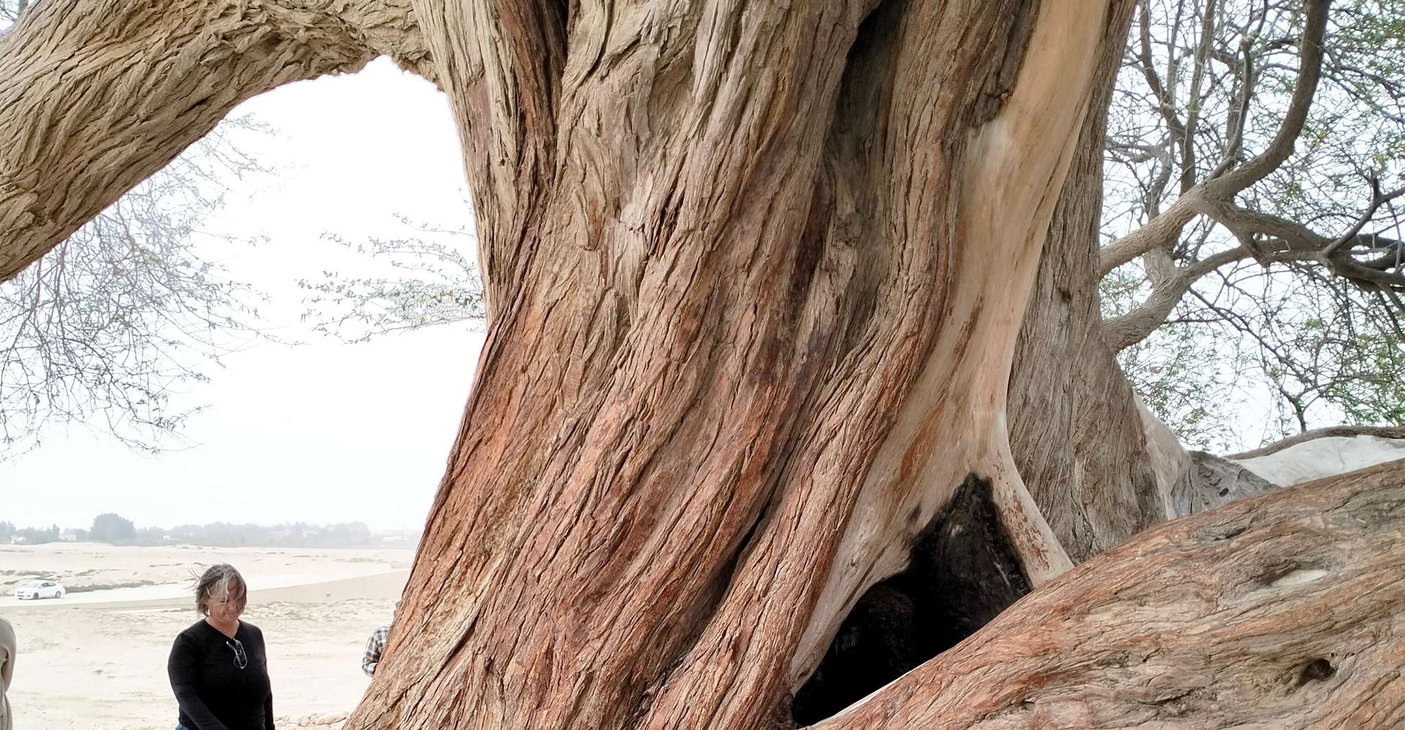 Bahrain: Tree of Life & Desert Heritage Bus Tour photo 10