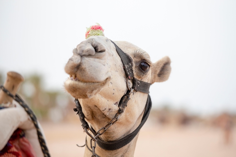 Sharm: Arabian Adventure Horse Ride & Camel Ride w Breakfast Sharm: Horse Ride & Camel Ride Desert Adventure w Breakfast