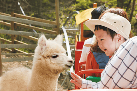 Seoul: The Painter Show with Nami Island or Alpaca World Alpaca Group Tour, meet at Hongdae (Hongik Uni)