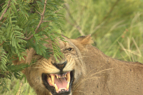 Budget Kruger &amp; Panorama meerdaagse tour vanuit Johannesburg5-daagse budgetreis naar Kruger &amp; Panorama