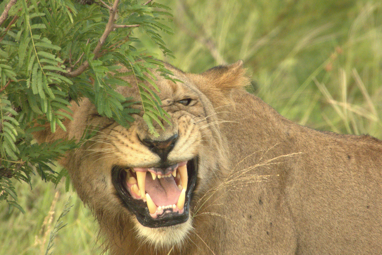 Budget Kruger &amp; Panorama meerdaagse tour vanuit Johannesburg5-daagse budgetreis naar Kruger &amp; Panorama