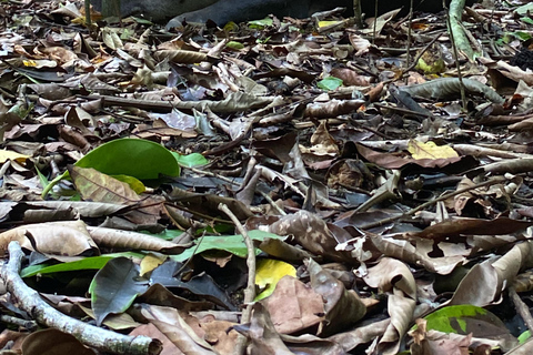 Uvita: Bahnhof San Pedrillo im Corcovado-Nationalpark von Uvita aus