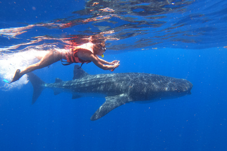 Swim with Whale Sharks from Cancun, Playa Del Carmen, Tulum