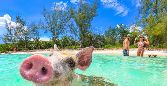 Nassau: Swimming Pigs Express – Meet & Feed the Famous Pigs
