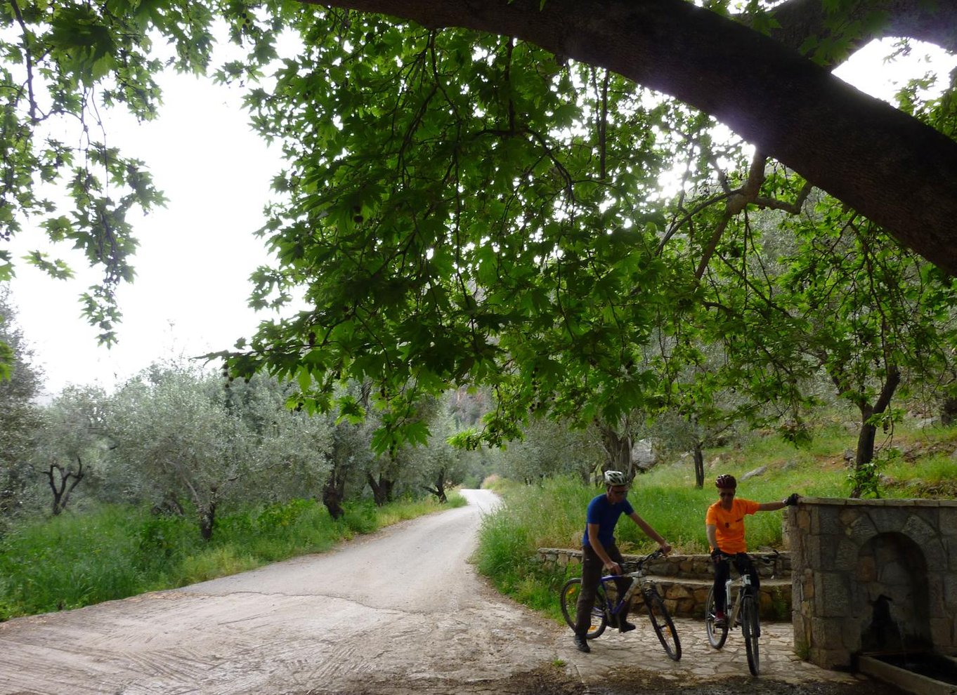 Parnassos-bjerget: Mountainbike i højtliggende skov