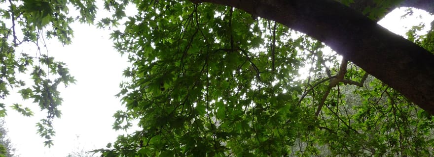 Mt. Parnassos : VTT en forêt d'altitude