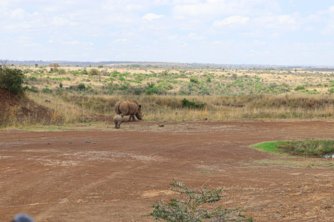 Nairobi National Park: Half-Day TripNairobi National Park: Half-Day Trip in a 4X4