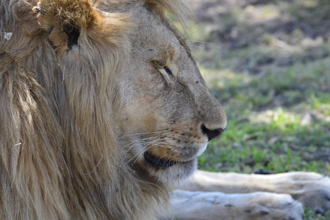 Arusha : 7 jours de safari au Serengeti et au Ngorongoro