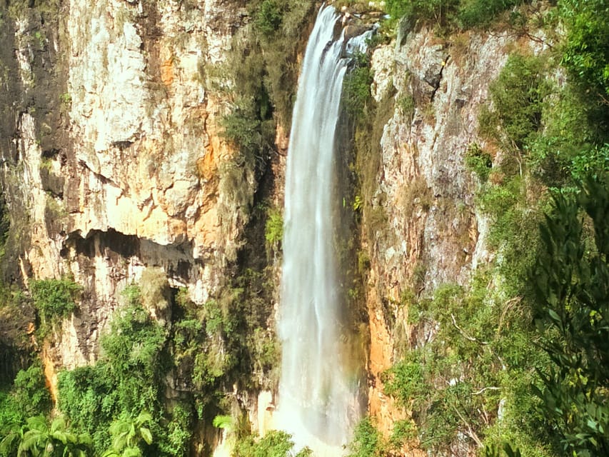 Gold Coast Kangaroos, Rainforest & Waterfall Swimming GetYourGuide