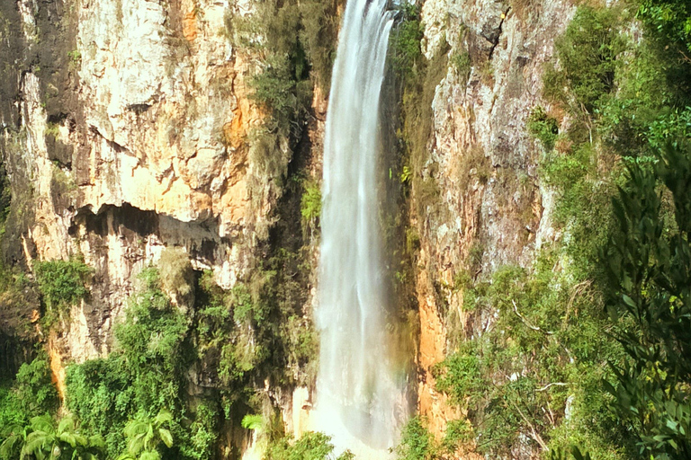 Costa Dorada: Experiencia con canguros, selva tropical y cascadasTour privado