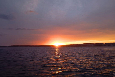 Eco-Dolphin Expedition in La Duquesa: Intimate Sailing and Cava Private Charter with Cava and Intimate Sailing