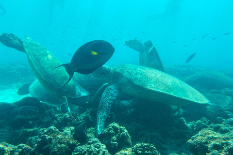 Mascate : excursion de plongée en apnée dans les îles Daymaniyat avec rafraîchissementsMascate : Expérience de bien-être Daymaniyat (coucher de soleil)