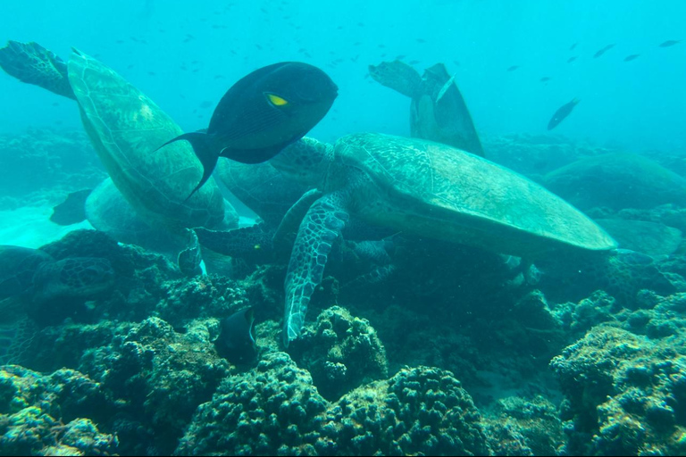 Mascate : excursion de plongée en apnée dans les îles Daymaniyat avec rafraîchissementsMascate : Expérience de bien-être Daymaniyat (coucher de soleil)