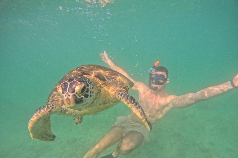 Mirissa: Guided Sea Turtle Snorkeling Experience