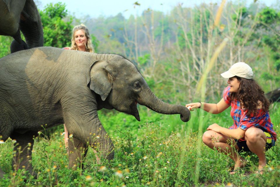 Elephant in Chiang Mai, Thailand - Baby Elephant For A Day (No riding)