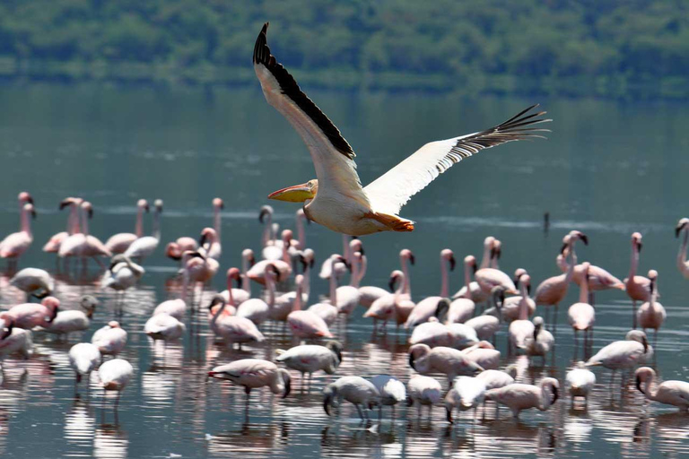 Excursão de 4 dias em jipe 4x4 com o grupo para o Lago Nakuru e Masai Mara