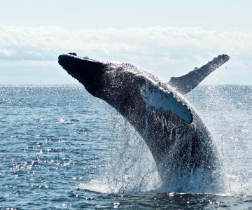 Punta Cana: Cayo Levantado e observação de baleias com almoço