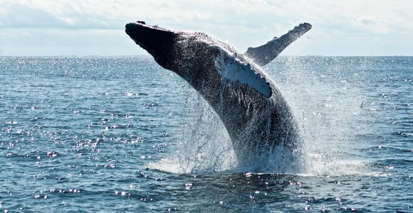 Punta Cana: Samaná Bay Whale Watching Cruise with Pickup