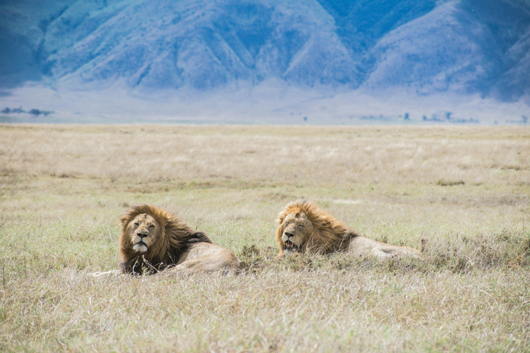 Safari de 2 jours dans le Tarangire et le cratère du Ngorongoro (milieu de gamme)