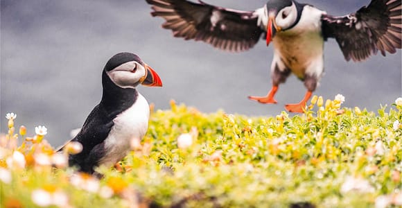 From Reykjavik: Puffin and Volcano Tour in Westman Islands