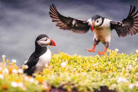 De Reykjavik: Excursão de Puffin e Vulcão nas Ilhas Westman