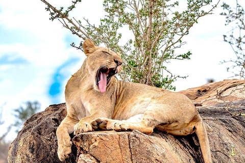 Salt Lick Safari Lodge: tour di 2 giorni da Nairobi o MombasaNairobi o Mombasa: tour di 2 giorni al Salt Lick Safari Lodge