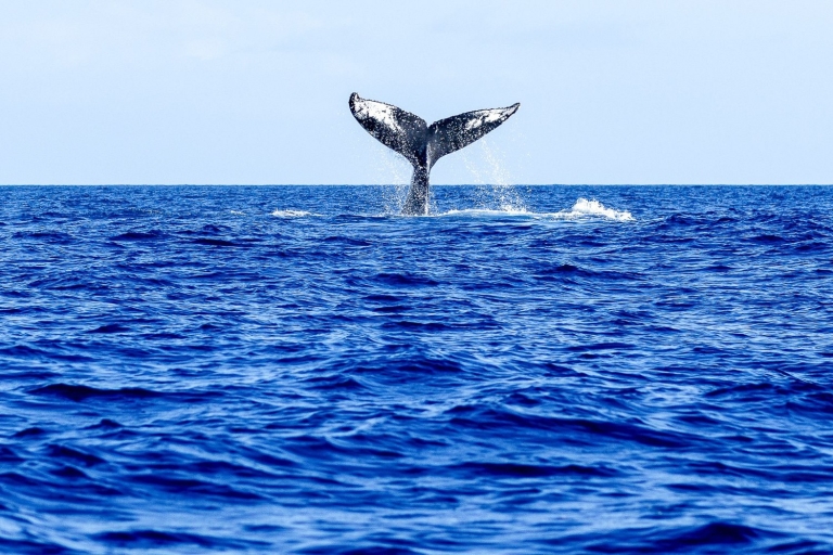 Oahu: Ekologiczny rejs z obserwacją wielorybów na zachodnim wybrzeżu