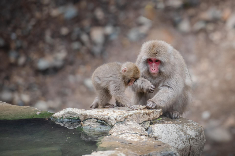 Nagano: Snow Monkeys, Zenkoji Temple & Sake Day Trip From Tokyo: Private Tour to Snow Monkey Park
