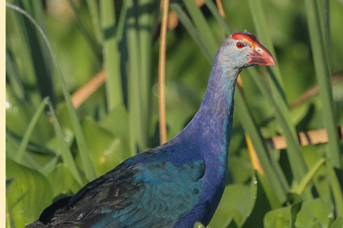 From Galle/Mirissa: Kalametiya Bird Sanctuary Boat Safari Hambantota: Kalametiya Bird Sanctuary Boat Safari-Private