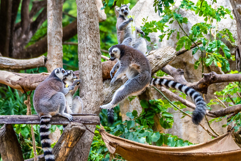 Chiang Mai Night Safari Ticket with Optional Transfer Option A: Chiang Mai Night Safari Ticket Without Pickup
