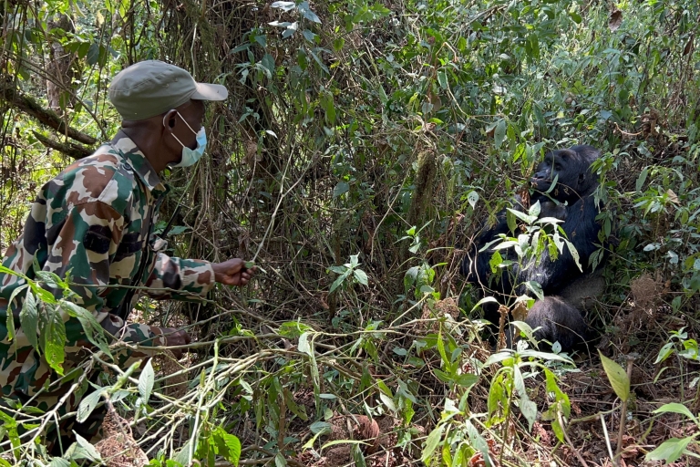 4 días Congo (RDC) Rastreo de Gorilas de Tierras Bajas desde Kgl Ruanda