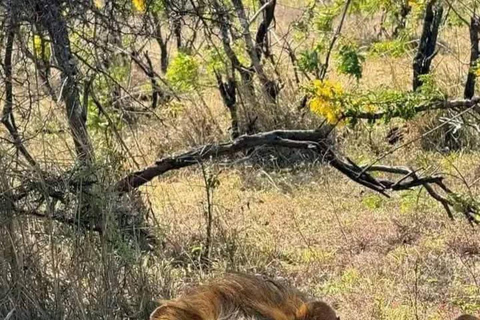 Zanzibar: Mikumi National Park Safari with Flight