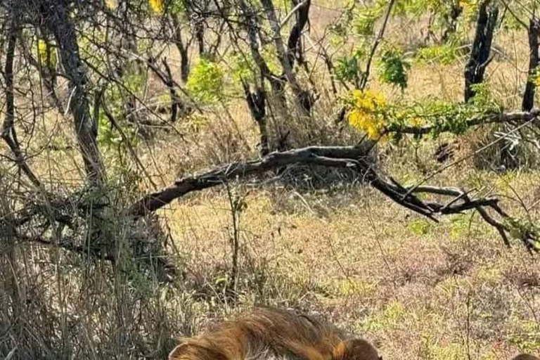 Zanzibar: Mikumi National Park Safari with Flight