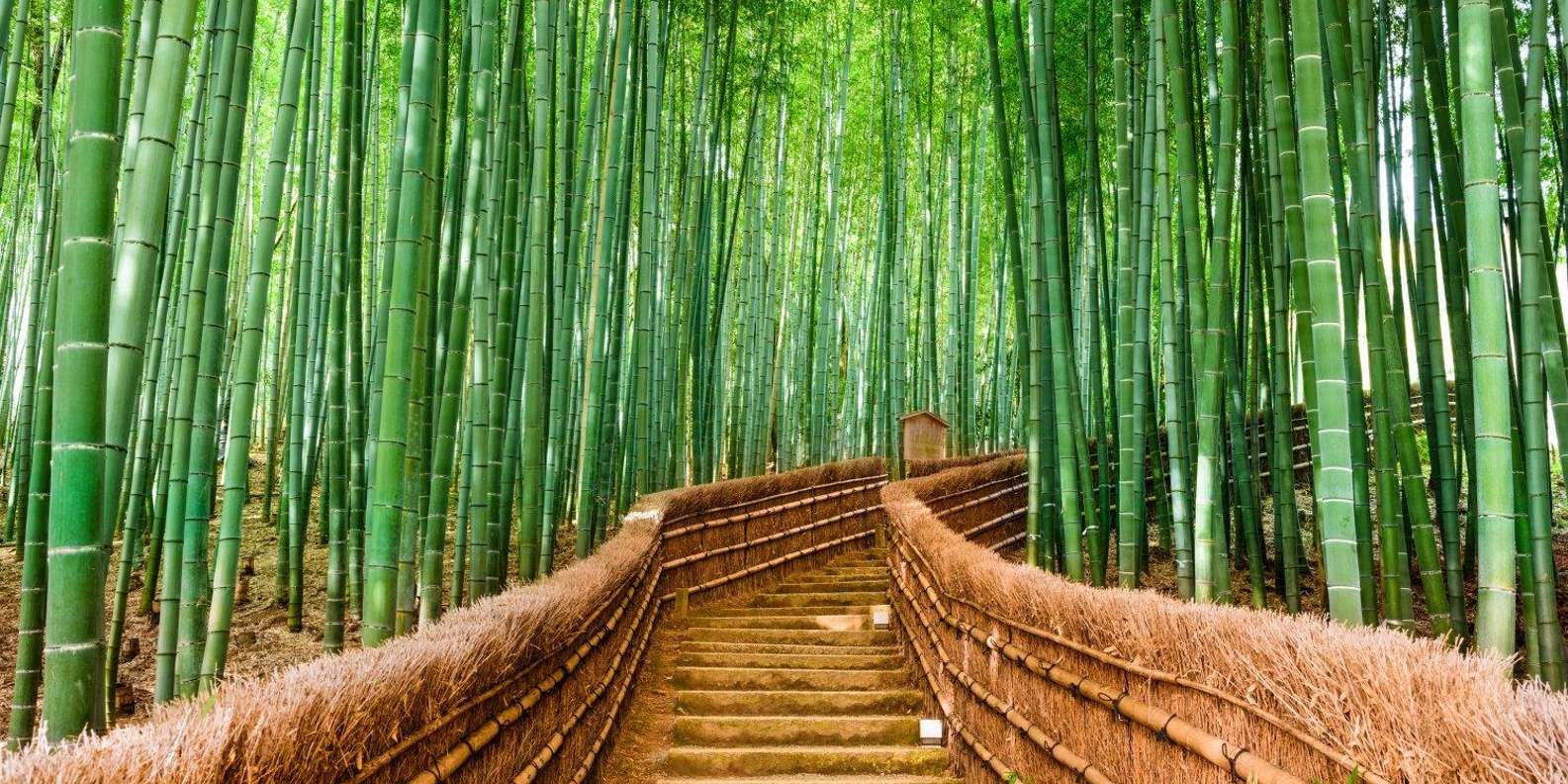 Kyoto/Osaka: Kyoto and Nara Customized Private Guided Tour