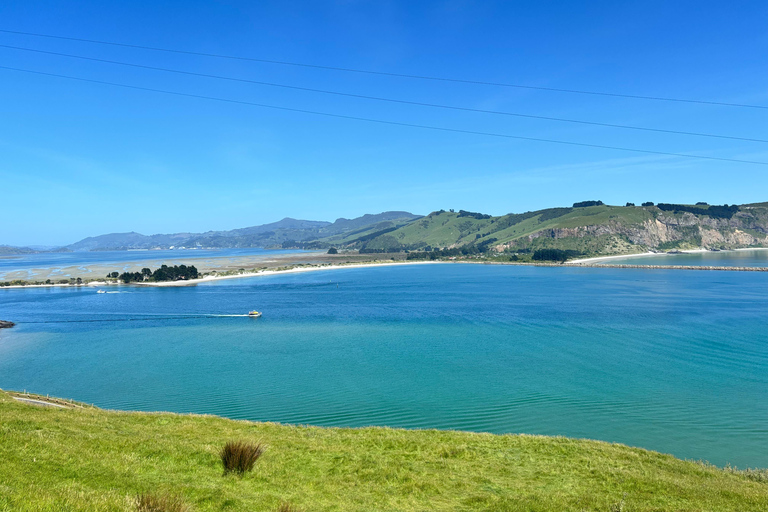 Dunedin City & Otago Peninsula Scenery Day Tour Private Tour