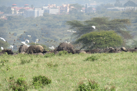 De Nairobi: Viagem de 1 dia ao Parque Nacional do Lago Nakuru