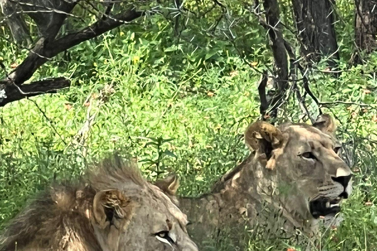 Johannesburg: Tour di mezza giornata con safari dei Big 5