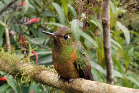 From Cusco: Manu National Park Day Trip with Birdwatching