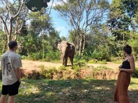 Udawalawa safari w tush d'Ella (w pick / drop pour ella) - Housity