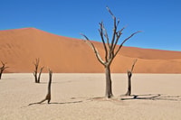 Windhoek - Windhoek, Dunes & Wildlife Safari yakınlarında yapılacak şeyler - Hizvo