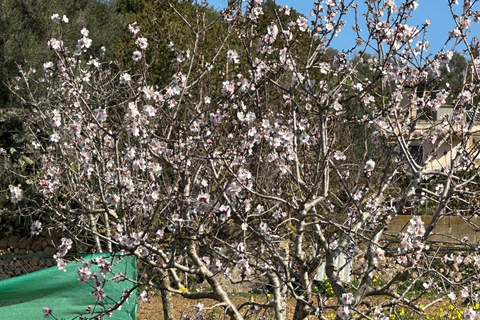 Hiking tour with a dream view of the former monastery of Sant Salvador, 3-4 hours. Hiking tour with fantastic views to the former Sant Salvador monastery 3-4 hrs.