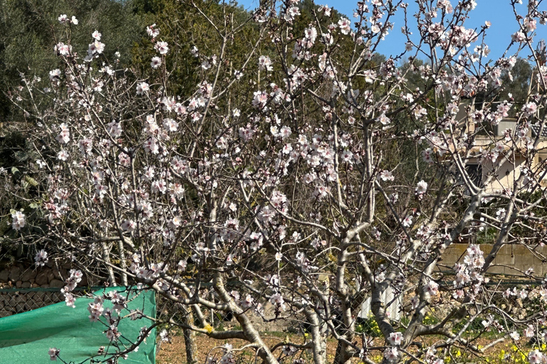 Hiking tour with a dream view of the former monastery of Sant Salvador, 3-4 hours. Hiking tour with fantastic views to the former Sant Salvador monastery 3-4 hrs.